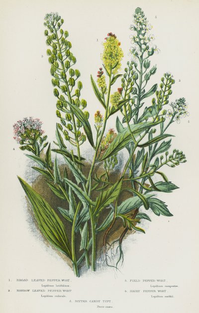 Plantas con flores de Gran Bretaña: Hierba de la pimienta de hoja ancha, Hierba de la pimienta de hoja estrecha, Hierba de la pimienta de campo, Hierba de la pimienta peluda, Penacho de caramelo amargo (litografía en color) de English School
