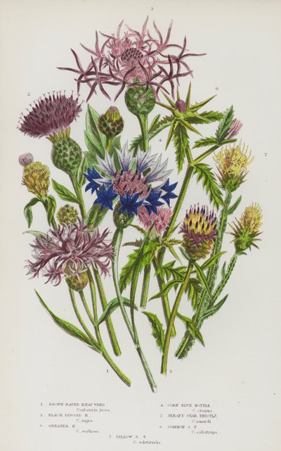 Plantas con flores de Gran Bretaña: Cuchillo rayado marrón, Cuchillo discoide negro, Cuchillo grande, Botella azul del maíz, Cardo estrellado de Jersey, Cardo estrellado común, Cardo estrellado amarillo (litografía en color) de English School
