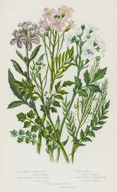 Plantas con flores de Gran Bretaña: Coral-Root bulbífera, Berro amargo de flores grandes, Flor de cuco, Berro amargo de hojas estrechas, Berro amargo peludo de English School