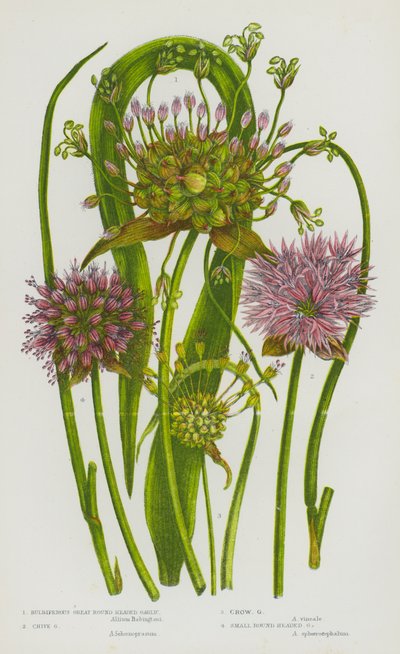 Plantas con Flores de Gran Bretaña: Ajo de Cabeza Redonda Bulbosa, Ajo de Cebollino, Ajo de Cuervo, Ajo de Cabeza Redonda Pequeña de English School