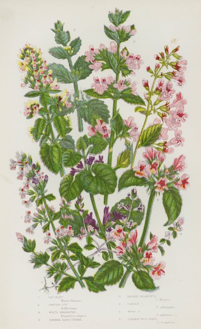 Plantas con Flores de Gran Bretaña: Menta de Gato, Hiedra de Tierra, Marrubio Blanco, Tomillo de Albahaca Común, Calaminta Menor, Calaminta Común, Calaminta de Bosque, Albahaca Silvestre Común de English School