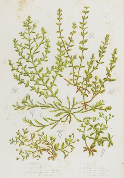 Plantas con flores de Gran Bretaña: Hierba de pollo, Strapwort de arena, Hierba de ruptura glabra, Hierba de ruptura peluda, Hierba de nudo en espiral, Semilla de cuatro hojas de English School