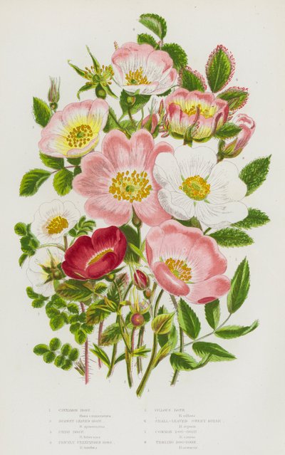 Plantas con flores de Gran Bretaña: Rosa canela, Rosa de hojas de burnet, Rosa irlandesa, Rosa espinosa sin abrir, Rosa villosa, Rosa de hojas pequeñas, Rosa canina común, Rosa canina rastrera de English School