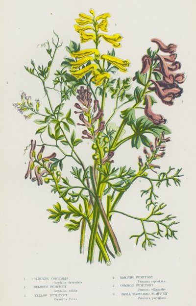 Plantas con flores de Gran Bretaña: Coridalis trepadora, Fumaria bulbosa, Fumaria amarilla, Fumaria de rampa, Fumaria común, Fumaria de flor pequeña (litografía en color) de English School