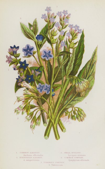 Plantas con flores de Gran Bretaña: Alkanet común, Alkanet perenne, Bugloss pequeño, Consuelda común, Consuelda tuberosa (litografía en color) de English School