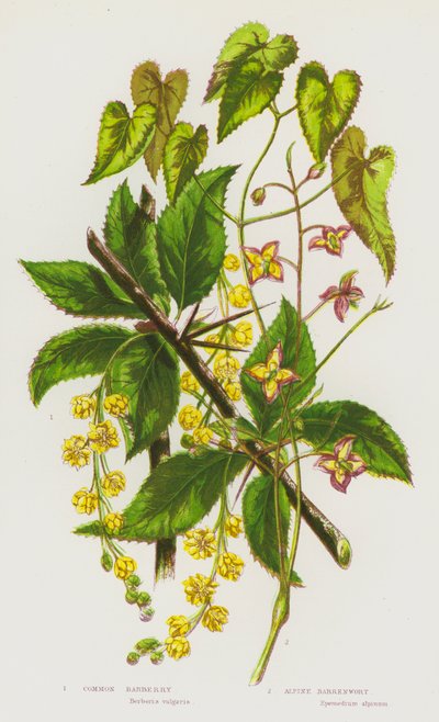 Plantas con flores de Gran Bretaña: Agracejo común, Barrenwort alpino de English School
