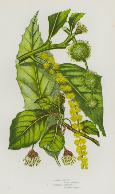 Plantas con flores de Gran Bretaña: Haya común, Castaño español de English School
