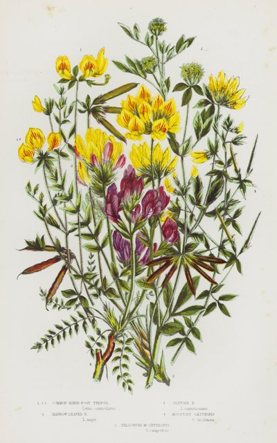 Plantas con flores de Gran Bretaña: Trébol de pie de pájaro común, Trébol de pie de pájaro de hoja estrecha, Trébol de pie de pájaro esbelto, Oxytropis de montaña, Oxytropis amarillento de English School