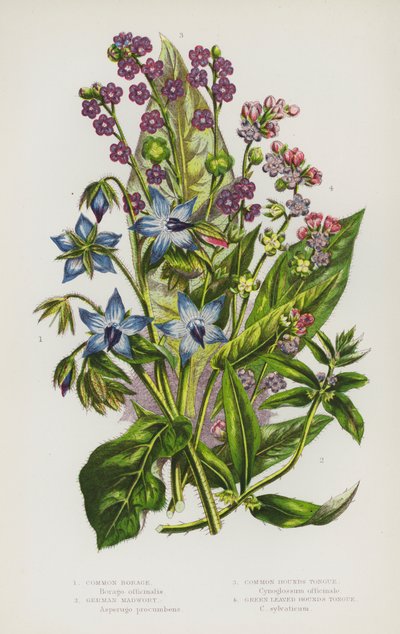 Plantas con flores de Gran Bretaña: Borraja común, Madwort alemán, Lengua de sabueso común, Lengua de sabueso de hoja verde (litografía en color) de English School