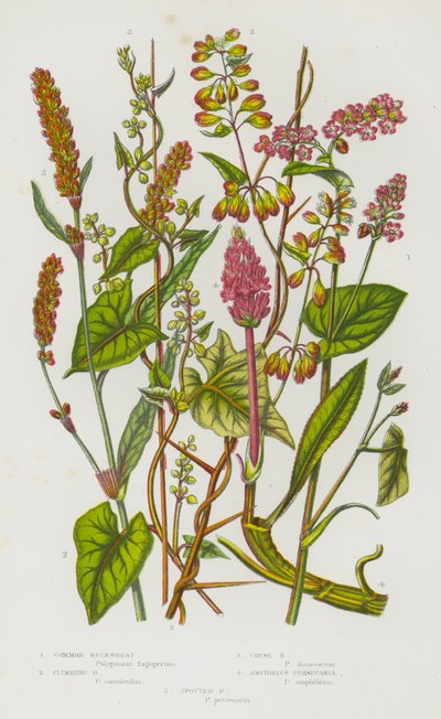 Plantas con Flores de Gran Bretaña: Alforfón Común, Alforfón Trepador, Alforfón de Bosque, Persecaria Anfibia, Persecaria Manchada de English School