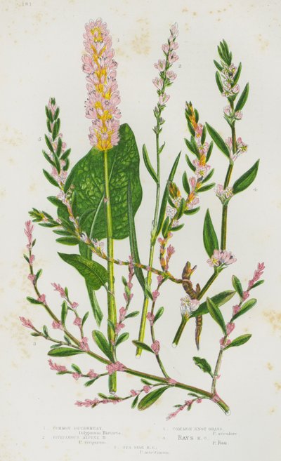 Plantas con flores de Gran Bretaña: Alforfón común, Alforfón alpino vivíparo, Hierba nudo común, Hierba nudo de los rayos, Hierba nudo del lado del mar (litografía en color) de English School