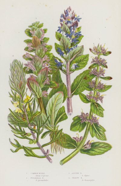 Plantas con flores de Gran Bretaña: Bugle común, Bugle piramidal, Bugle alpino, Bugle amarillo de English School