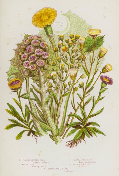 Plantas con flores de Gran Bretaña: Butter Bur, Colts Foot, Canada Flea Bane, Blue Flea Bane, Alpine Flea Bane (litografía en color) de English School