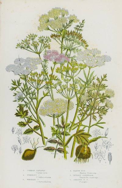 Plantas con flores de Gran Bretaña: Alcaravea común, Alcaravea tuberosa, Alcaravea verticilada, Nuez de tierra, Saxífraga de Burnet, Saxífraga de Burnet mayor de English School