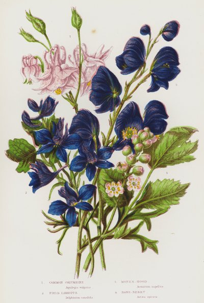 Plantas con Flores de Gran Bretaña: Aquilegia Común, Delphinium de Campo, Acónito, Bane-Berry de English School