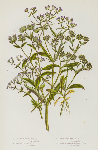 Plantas con flores de Gran Bretaña: Ensalada de maíz común, Ensalada de maíz carinada, Ensalada de maíz de fruto agudo, Ensalada de maíz de fruto liso y estrecho de English School