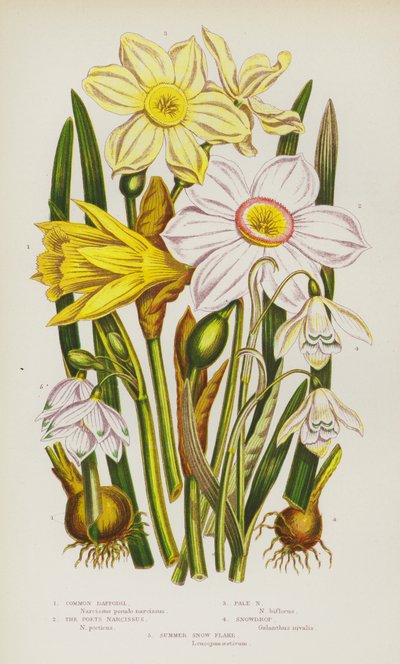 Plantas con flores de Gran Bretaña: Narciso común, Narciso de los poetas, Narciso pálido, Campanilla de invierno, Copo de nieve estival (litografía en color) de English School