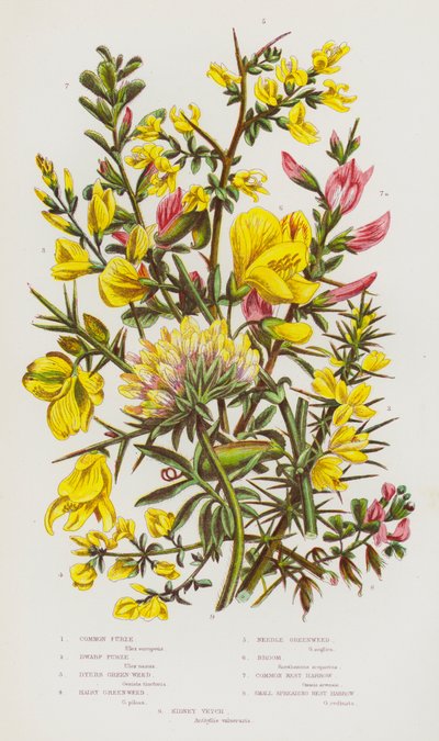 Plantas con flores de Gran Bretaña: Abedul común, abedul enano, hierba verde de los tintoreros, hierba verde peluda, hierba verde de las agujas, retama, grada de reposo común, grada de reposo pequeña, veza riñonera (litografía en color). de English School