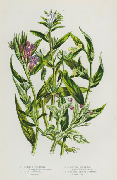 Plantas con flores de Gran Bretaña: Gromwell común, Gromwell de maíz, Gromwell rastrero, Gromwell liso de la costa (litografía en color) de English School