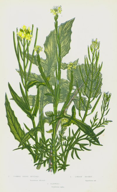 Plantas con flores de Gran Bretaña: Common Hedge Mustard, London Rocket, Flixweed (litografía en color) de English School