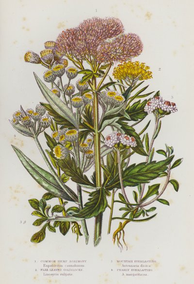 Plantas con flores de Gran Bretaña: Agrimonia común, Goldilocks de hoja de lino, Siempreviva de montaña, Siempreviva perlada (litografía en color) de English School