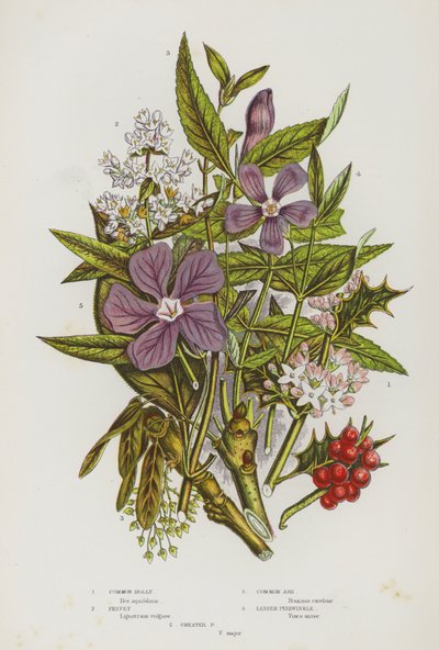 Plantas con flores de Gran Bretaña: Acebo común, Ligustro, Fresno común, Pervinca menor, Pervinca mayor (litografía en color) de English School