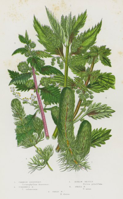 Plantas con Flores de Gran Bretaña: Ceratofilo Común, Ceratofilo sin Espinas, Ortiga Romana, Ortiga Pequeña, Gran Ortiga (litografía en color) de English School