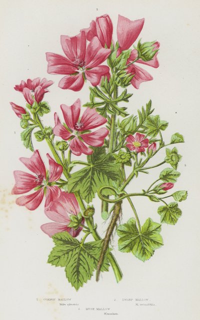 Plantas con flores de Gran Bretaña: Malva común, malva enana, malva almizclera (litografía en color) de English School