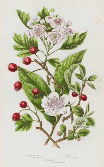 Plantas con flores de Gran Bretaña: Níspero común, Espino, Cotoneaster de English School