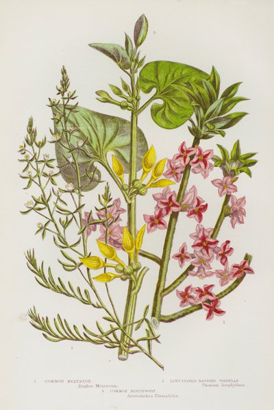 Plantas con Flores de Gran Bretaña: Mezereón Común, Toadflax Bastardo de Hojas de Lino, Aristolochia Común de English School