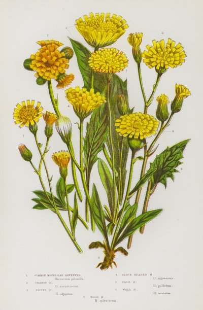 Plantas con flores de Gran Bretaña: Hierba ratonera común, Hierba ratonera anaranjada, Hierba ratonera alpina, Hierba ratonera de cabeza negra, Hierba ratonera pálida, Hierba ratonera mural, Hierba ratonera del bosque (litografía en color) de English School