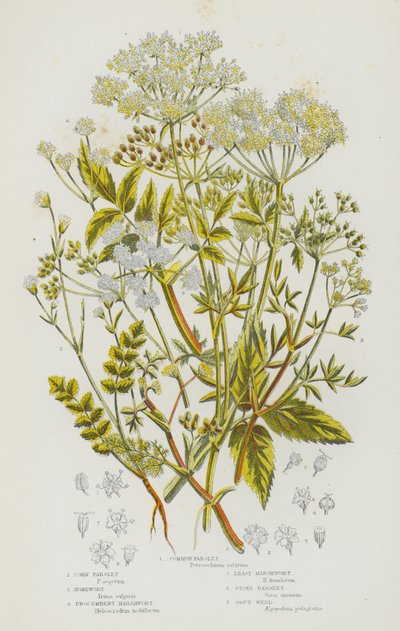 Plantas con flores de Gran Bretaña: Perejil común, Perejil de maíz, Hierba de los pantanos, Hierba de los pantanos, Perejil de piedra, Hierba de la gota (litografía en color) de English School