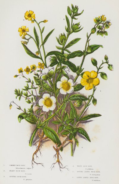 Plantas con Flores de Gran Bretaña: Rosa de Roca Común, Rosa de Roca Canosa, Rosa de Roca Manchada, Rosa de Roca Blanca, Rosa de Roca de Hojas Punteadas, Rosa de Roca de Hojas de Ledum de English School