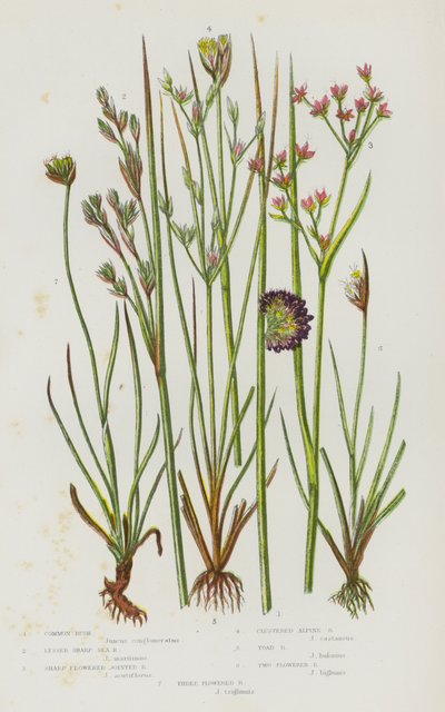 Plantas con flores de Gran Bretaña: Carrizo común, Carrizo marino menor, Carrizo articulado de flor aguda, Carrizo alpino agrupado, Carrizo sapo, Carrizo de dos flores , Carrizo de tres flores (litografía en color) de English School