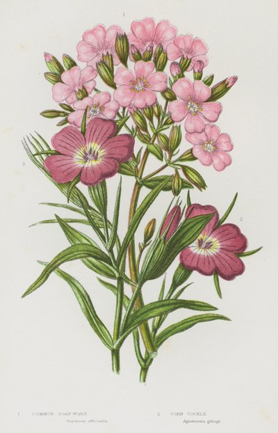Plantas con flores de Gran Bretaña: Soap Wort, Corn Cockle (litografía en color) de English School