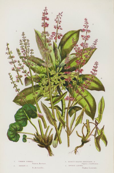 Plantas con flores de Gran Bretaña: Acedera común, acedera de oveja, acedera de montaña riñonera, laurel tártago (litografía en color) de English School