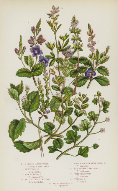 Plantas con flores de Gran Bretaña: Verónica común, Verónica de montaña, Verónica de germander, Verónica de hojas de hiedra, Verónica de campo procumbente verde, Verónica de Buxbaum, Verónica de pared, Verónica vernal, Verónica de dedos romos de English School