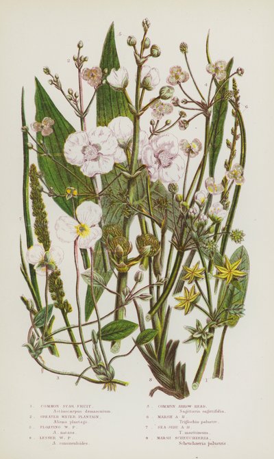 Plantas con flores de Gran Bretaña: Fruta estrella común, Plantago de agua mayor, Plantago de agua flotante, Plantago de agua menor, Cabeza de flecha común, Cabeza de flecha de pantano, Cabeza de flecha de lado del mar, Scheuchzeria de pantano de English School