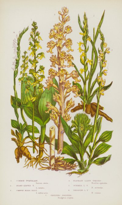 Plantas con flores de Gran Bretaña: Twayblade común, Twayblade de hojas en forma de corazón, Nido de pájaro común, Trenzas de dama fragantes, Trenzas de dama de verano, Trenzas de dama caídas, Goodyera rastrera de English School