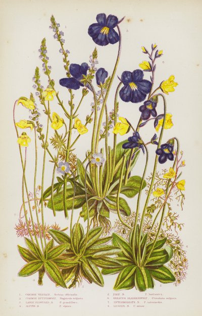 Plantas con flores de Gran Bretaña: Vervain común, Common Butterwort, Large Flowered Butterwort, Alpine Butterwort, Pale Butterwort, Greater Bladderwort, Intermediate Bladderwort, Lesser Bladderwort (litografía en color) de English School