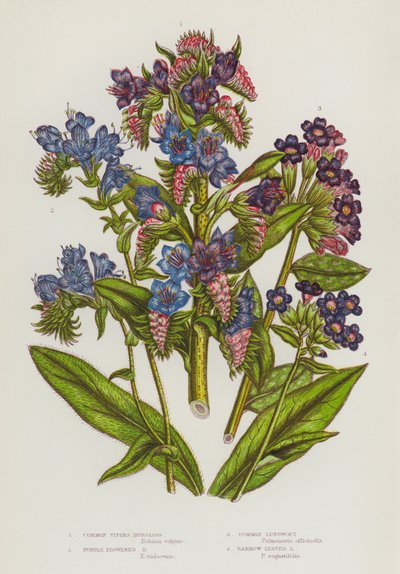 Plantas con flores de Gran Bretaña: Vipers Burgloss, Purple Flowered Burgloss, Common Lungwort, Narrow Leaved Lungwort (litografía en color) de English School