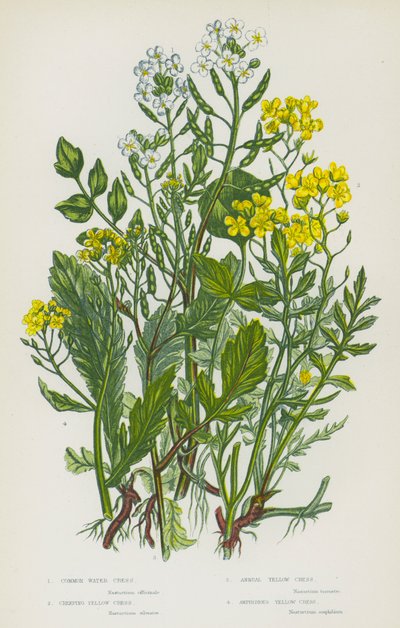 Plantas con Flores de Gran Bretaña: Berro Común, Berro Amarillo Rastrero, Berro Amarillo Anual, Berro Amarillo Anfibio de English School
