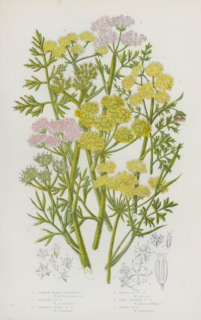 Plantas con flores de Gran Bretaña: Agripalma común, Agripalma de perejil, Agripalma de azufre, Agripalma de cicuta, Agripalma de hoja fina, Agripalma de río (litografía en color) de English School