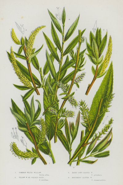 Plantas con flores de Gran Bretaña: Sauce blanco común, Sauce amarillo o mimbre dorado, Sauce oscuro de hoja larga, Sauce de hoja de romero (litografía en color) de English School