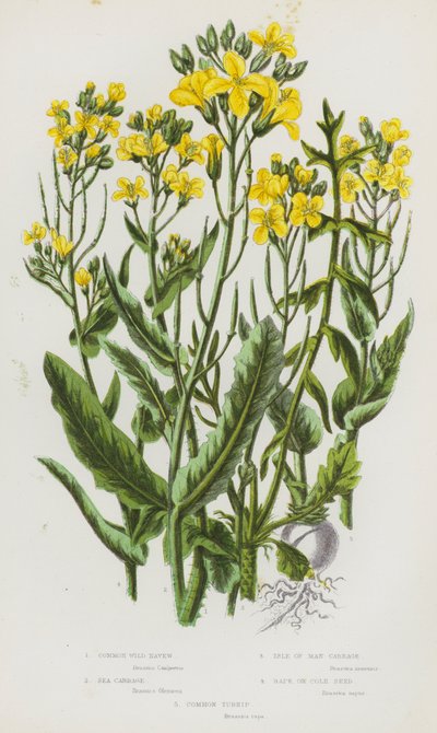 Plantas con flores de Gran Bretaña: Nave silvestre común, repollo de mar, repollo de la Isla de Man, semilla de colza, nabo común (litografía en color) de English School