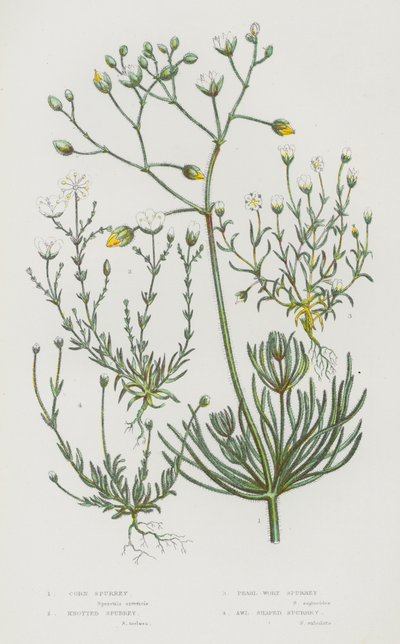 Plantas con flores de Gran Bretaña: Espuela de maíz, Espuela nudosa, Espuela de perla, Espuela en forma de punzón de English School