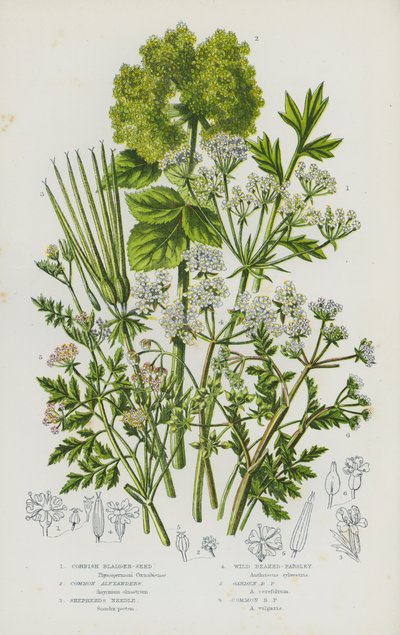 Plantas con flores de Gran Bretaña: Semilla de la vejiga de Cornualles, alejandros comunes, aguja del pastor, perejil de pico silvestre, perejil de pico de jardín, perejil de pico común (litografía en color) de English School