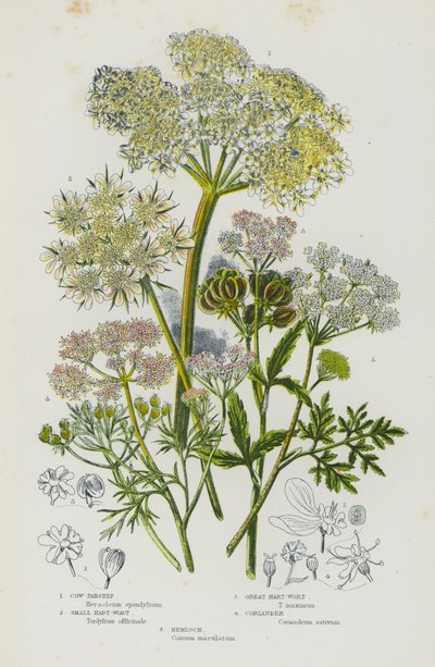 Plantas con flores de Gran Bretaña: Perejil de vaca, Pequeño hart-wort, Gran hart-wort, Cilantro, Cicuta (litografía en color) de English School