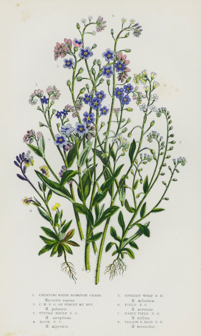 Plantas con flores de Gran Bretaña: Hierba escorpión de agua rastrera, Hierba escorpión de agua rastrera o Forget Me Not, Hierba escorpión de agua moñuda, Hierba escorpión de roca, Hierba escorpión de madera erguida, Hierba escorpión de campo, Hierba escor de English School