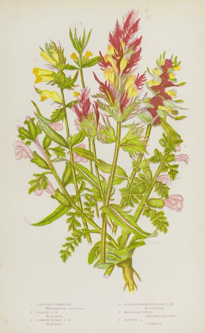 Plantas con flores de Gran Bretaña: Cowwheat Crested, Purple Cowwheat, Common Yellow Cowwheat, Lesser Flowered Yellow Cowwheat, Marsh Lousewort, Pasture Lousewort (litografía en color) de English School